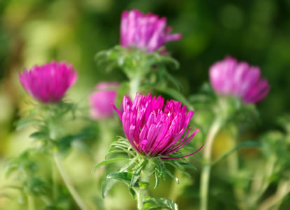 Aster nova-angliae September Ruby